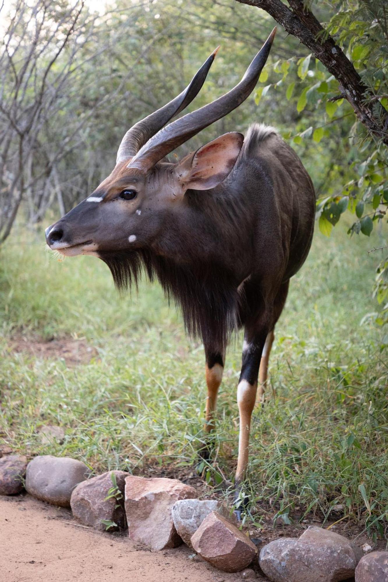 Zebra Lodge Hoedspruit Bagian luar foto